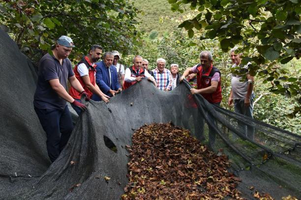 Fındık hasat filesi desteğiyle maliyetler azalıyor