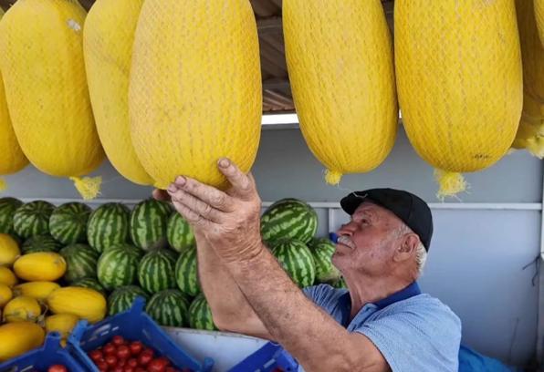 Coğrafi işaret tescilli Çorlu Seymen Kavunu’nda hasat mesaisi devam ediyor