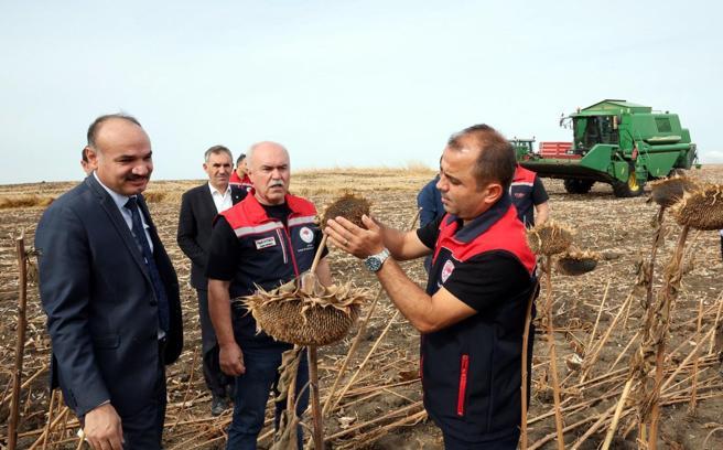 Kuraklıktan etkilenen ayçiçeğinde 3 farklı ekim yöntemi deneniyor