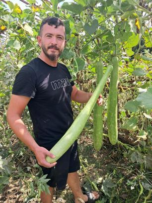 Deneme amaçlı ektiği kabakların boyu 1 metreyi aştı