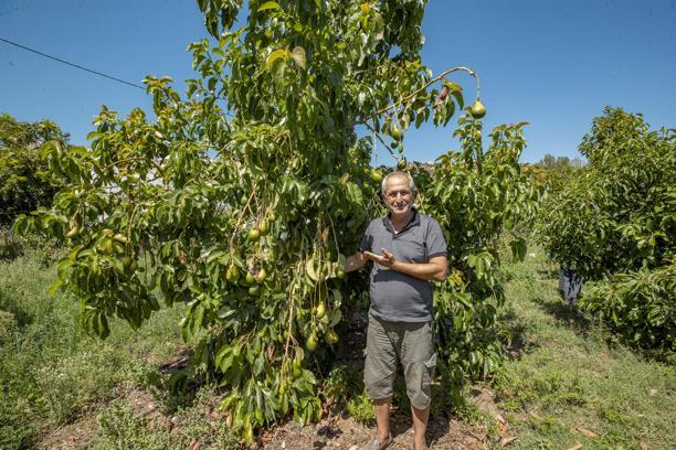 Avokado desteği üreticinin yüzünü güldürdü