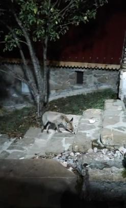 Tilkiyi eliyle besledi