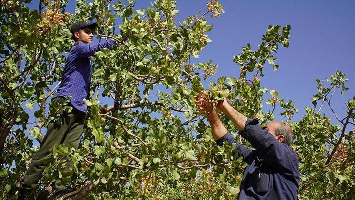Hırsızlık korkusu, Siirt’in ‘yeşil altın’ında hasadı erkene çektirdi