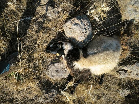 Bingöl’de kurdun saldırdığı sürüdeki 10 koyun öldü