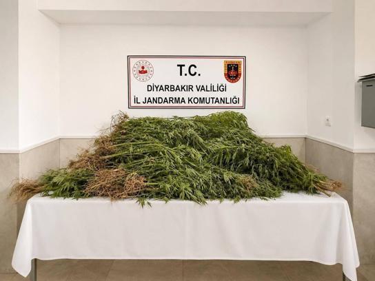 Diyarbakır’da son bir haftada 144 bin kök kenevir ele geçirildi