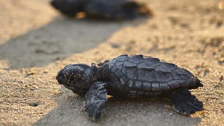 Belek'te 100 bin caretta yavrusu denize ulaştı