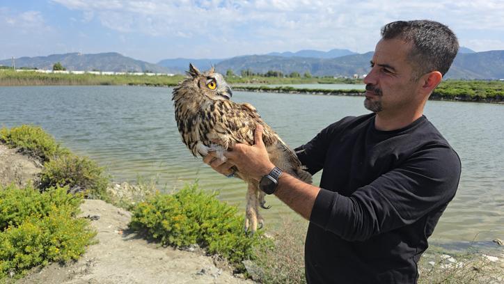 Hatay'da vurulan puhu cinsi baykuş, tedaviye alındı