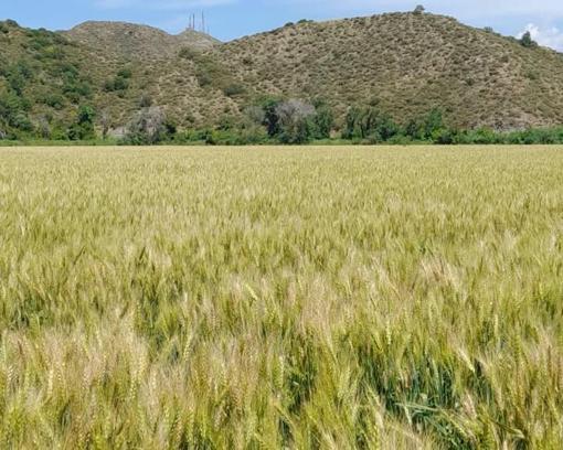 Muğla'da 2 bin 500 ton sertifikalı buğday tohumu üretildi
