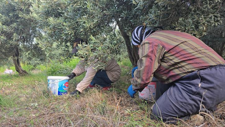 Hatay’da aromasıyla ünlü halhalı zeytininde hasat zamanı