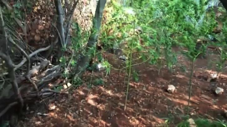 Hazine arazisinde uyuşturucu yetiştiren şüpheli tutuklandı