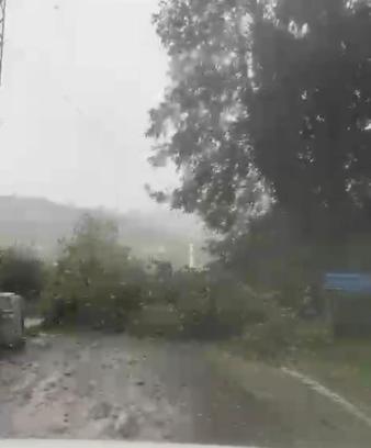 Amasra'da fırtına; çok sayıda ağaç devrildi