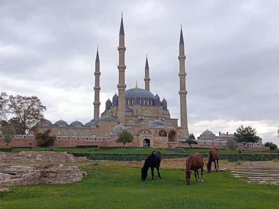Selimiye Camisi meydanında başıboş 3 at otlarken görüldü