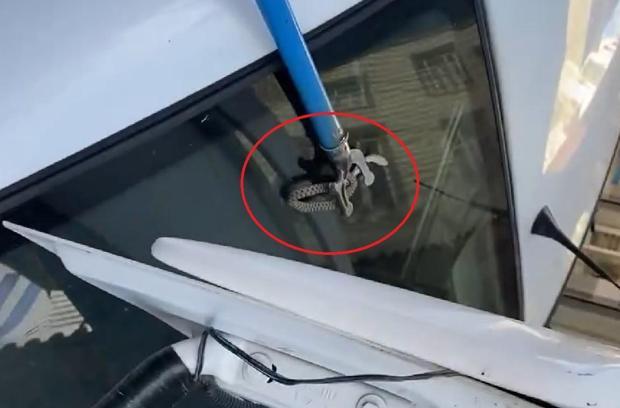 Otomobilin bagajına giren yılanı esnaf çıkardı