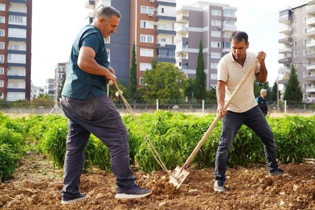 Adıyaman Belediyesi’nin üretim merkezinde sonbahar ekimi başladı