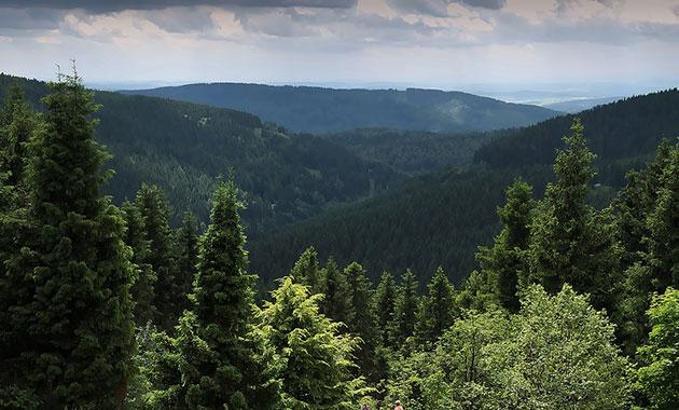 Antarktika'da 280 milyon yıllık ağaç fosilleri bulundu