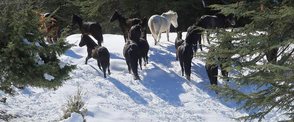 Toroslar'daki köyler boşalınca yılkı atları sahipsiz kaldı