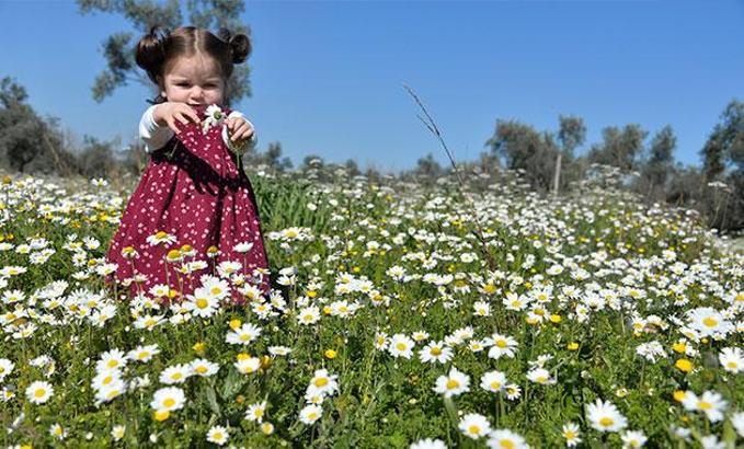 Antalya'da ocak ayında papatyalar açtı