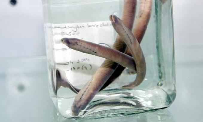 Rize'de, Dünya bilim literatüre girmemiş balık türü keşfedildi