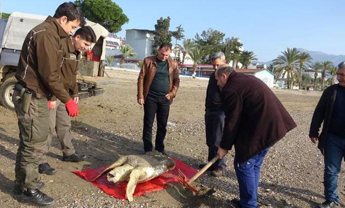 Ölü caretta caretta sahile vurdu