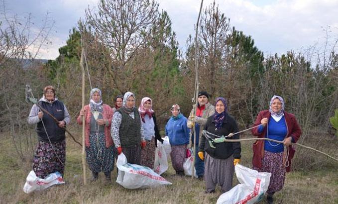 Çam kese böceklerinin tehdit ettiği ormanı, kadınlar kurtarıyor