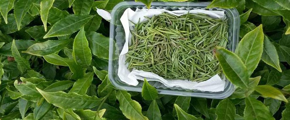 Üretimi artan beyaz çay yine yetmedi