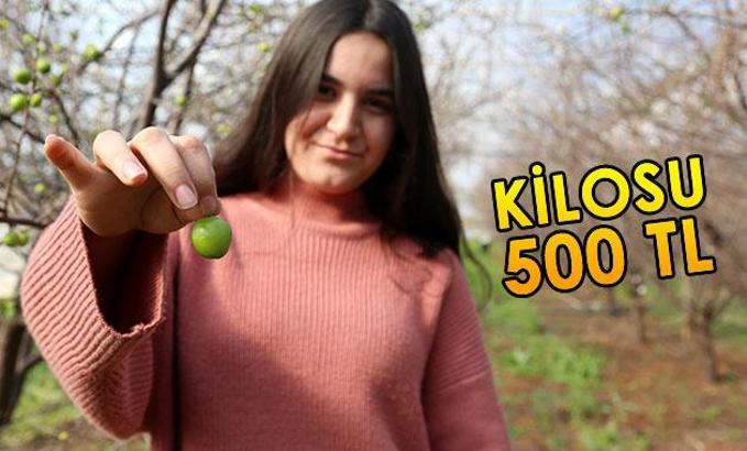 Yılın ilk eriğinin tanesi 12,5 lira