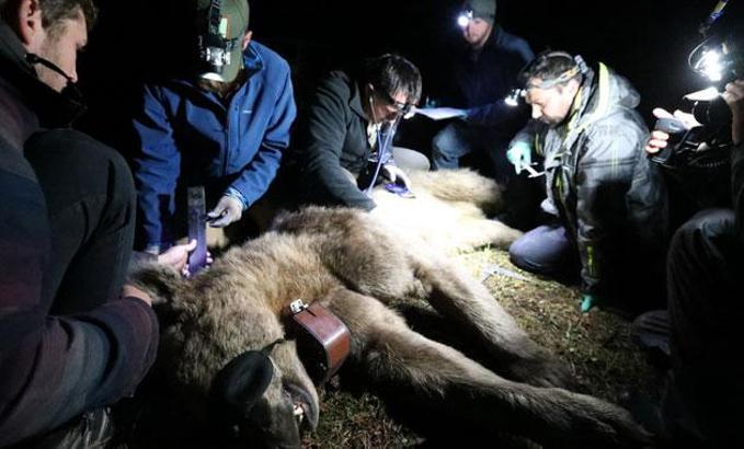 Kars'ın bozayıları, BBC'nin ilk Türkiye yaban hayatı belgeseli oldu
