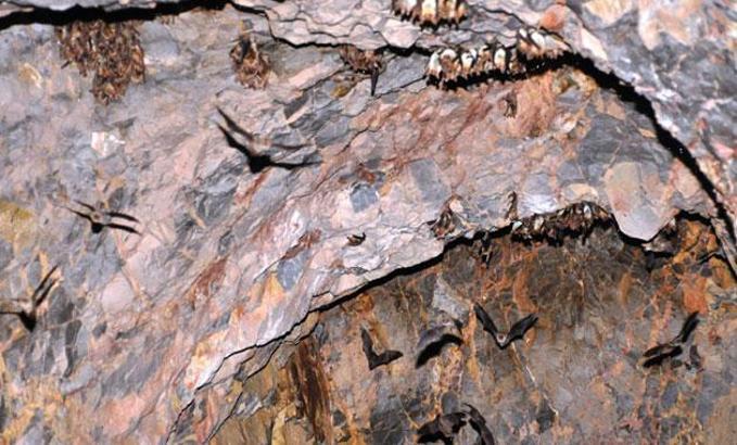 Havran'daki yarasalar suni mağarayı kullanıyor