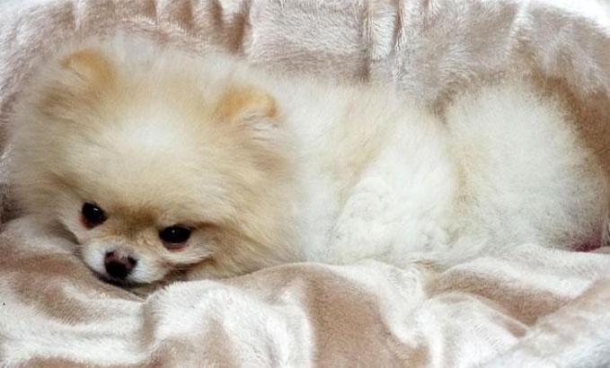 'Kuki'yi 17 bin TL'ye satacak