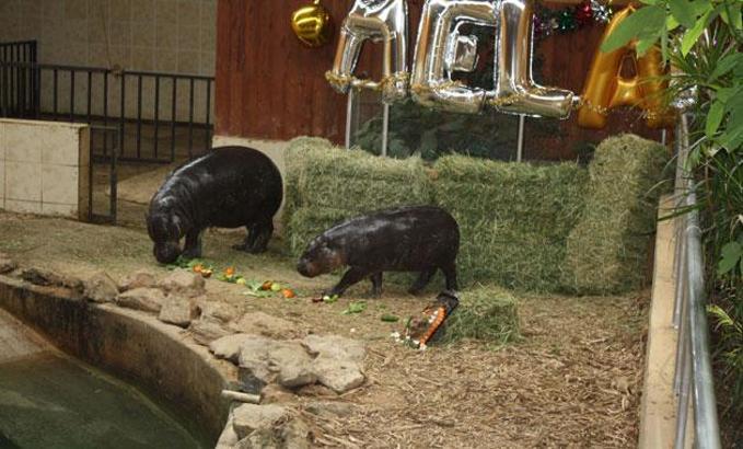 Türkiye'de doğan ilk cüce su aygırı ‘Mela' 1 yaşında