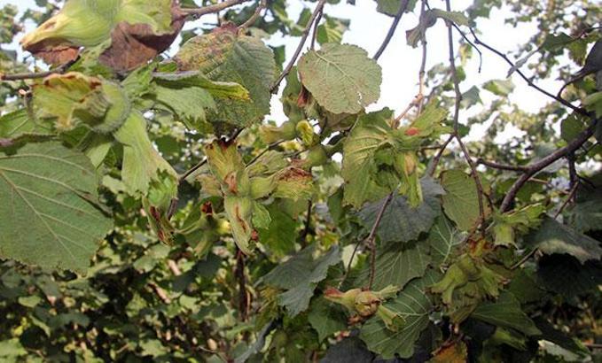 Fındıkta kritik döneme girildi