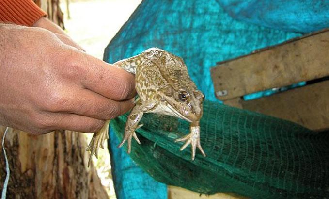 Profesörden uyarı: Kurbağalara dokunma