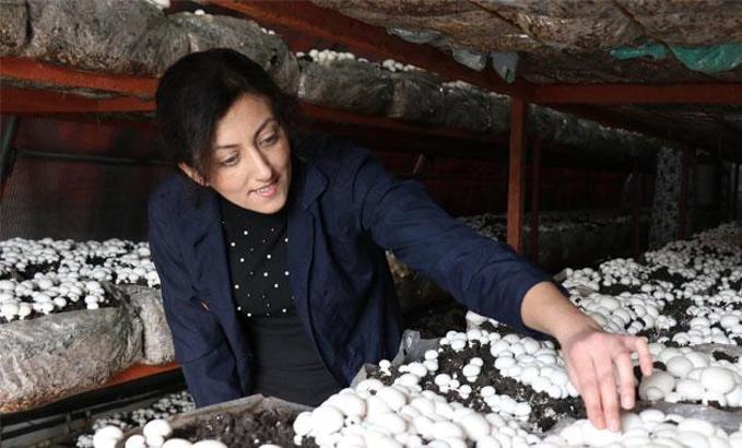 Mantar üretim tesisi kurup mahallesindeki kadınlara iş kapısı oldu