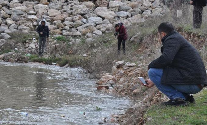 Boğazköy Barajı'nda balıklar karaya vurdu
