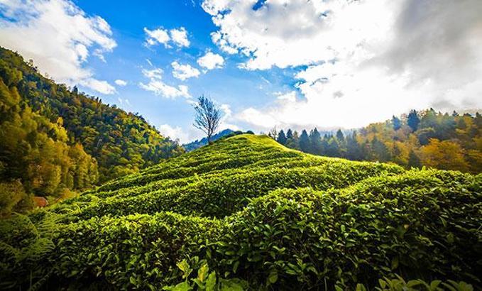 Çayda hasat erken başlayacak