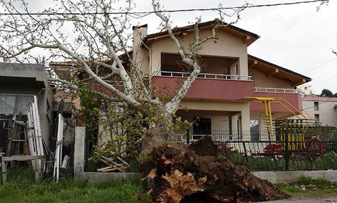 Çanakkale'de fırtına 100 yıllık çınar ağacını devirdi