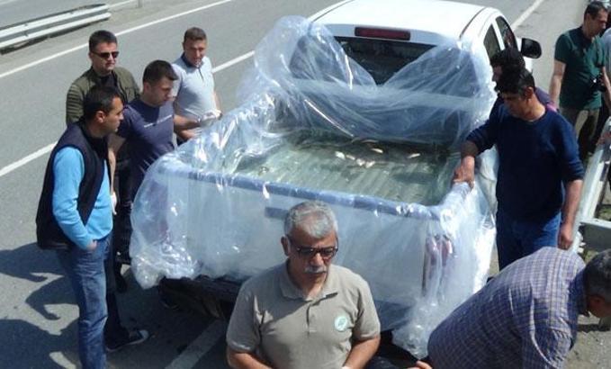 Kanalda susuz kalan balıklar taşındı