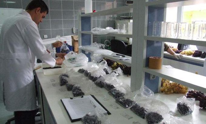 Milli üzümlerin gen bankası Tekirdağ'da