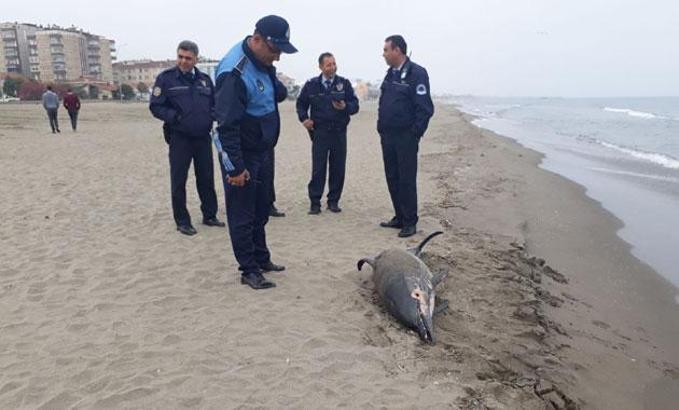 Karadeniz'deki yunus ölümlerinin nedeni ortaya çıktı