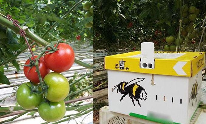 Rusya'ya Salihli'den domates ihracatı