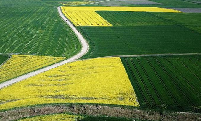 Kanola tarlaları, Trakya'yı sarıya boyadı
