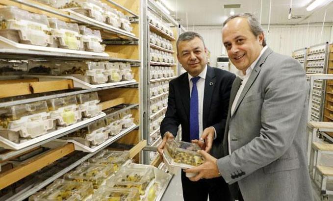 Antalya'dan dünyaya arı ihracatı