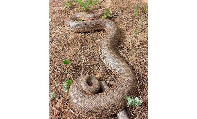 Mutki'de boa yılanı görüntülendi