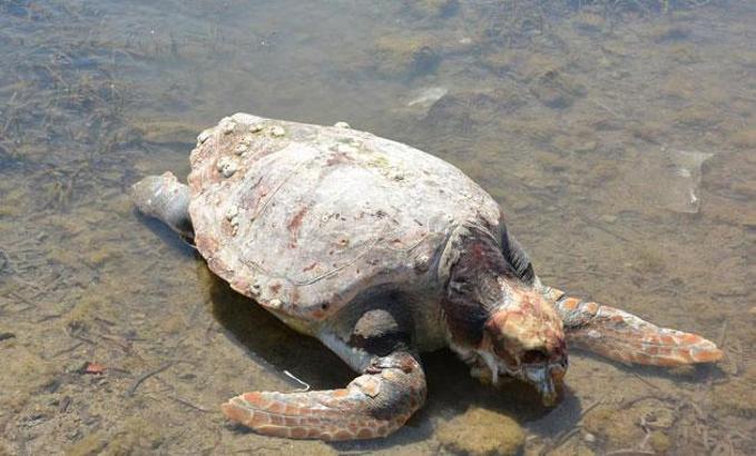 Ölü caretta caretta kıyıya vurdu
