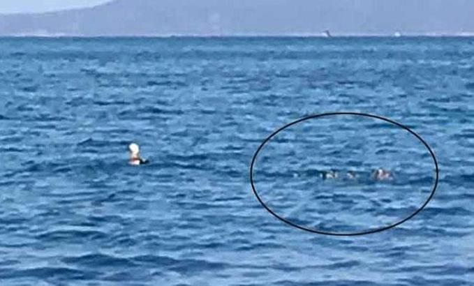 Angut kuşları, Şifne'de görüntülendi