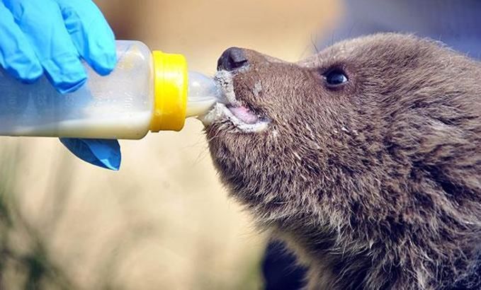 Ayı barınağının 3 yavrusu kefir ve balla besleniyor