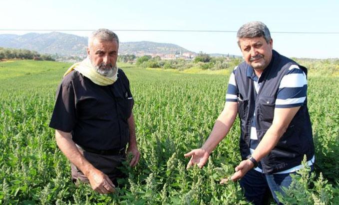 Manisalı üretici, 'astronot gıdası' kinoayla kazanacak