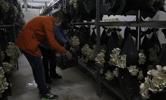 Hücrede istiridye mantarı hasadı yaptılar