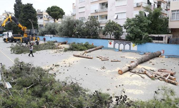 Okul bahçesindeki çam ağaçları 'alerji yapıyor' diye kesildi