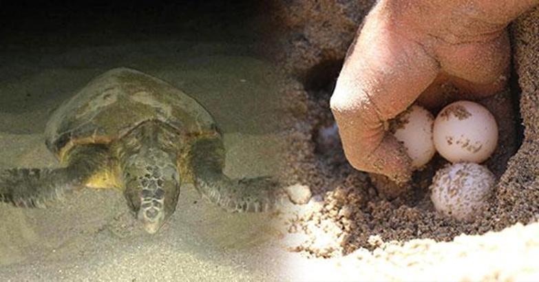 Caretta carettalar yumurta bırakmaya erken başladı